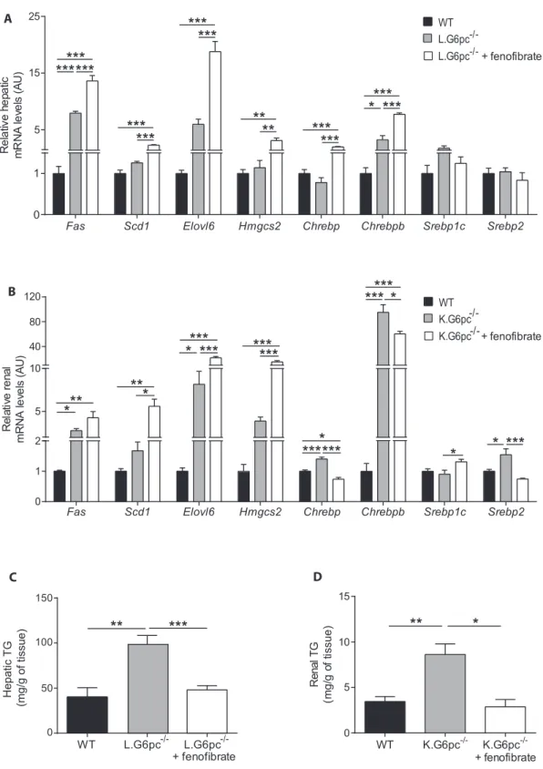 Figure 3: Feno ﬁ brate entails an induction of lipid anabolism in L.G6pc L/L and K.G6pc L/L mice