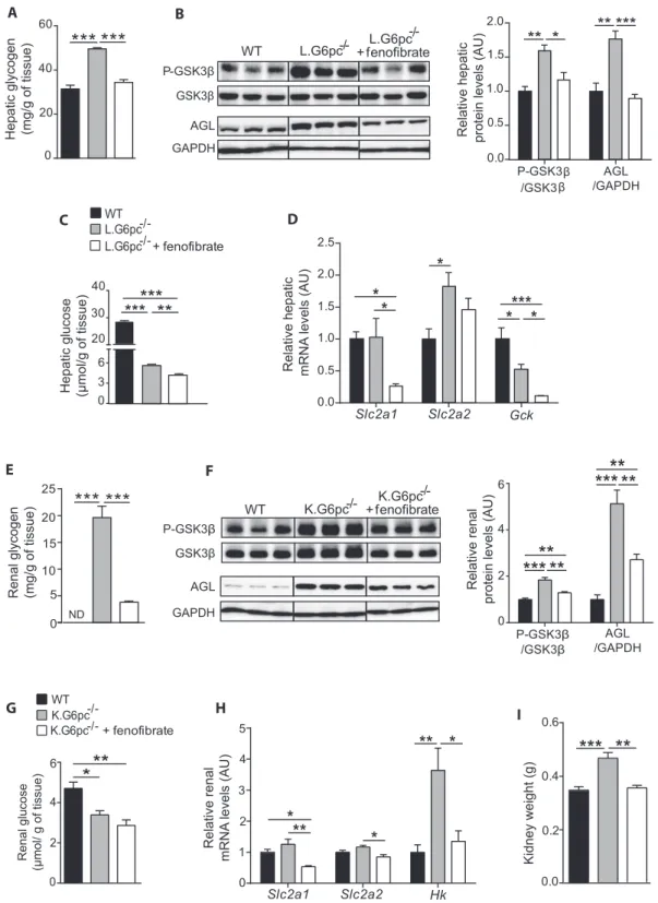 Figure 4: Feno ﬁ brate decreases glycogen synthesis and prevents hepatic and renal glycogen accumulation