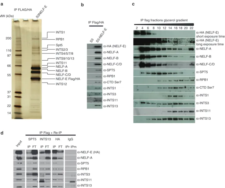 Figure 1 | Immuno-puriﬁcation of NELF. (a) Flag/HA-epitope-tagged NELF-E (eNELF-E) from HeLa S3 Dignam nuclear extracts was sequentially immunopuriﬁed on anti-Flag and anti-HA antibody-conjugated agarose beads