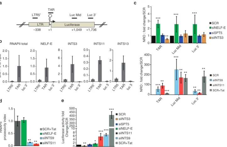 Figure 2 | Integrator complex regulates transcription elongation at the HIV-1 LTR. (a) Schematic representation of the LTR-Luciferase locus in HeLa-LTR-Luciferase cells depicting positions of primers used in ChIP and NRO (Nuclear Run-On) assays