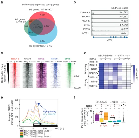 Figure 3 | Integrator complex regulates NELF-mediated RNAPII pausing at coding genes. (a) Venn diagram showing the intersection among differentially expressed (DE) genes identiﬁed by microarray analysis (n¼ 3) upon depletion of  INTS11,  INTS3  or  NELF-E 