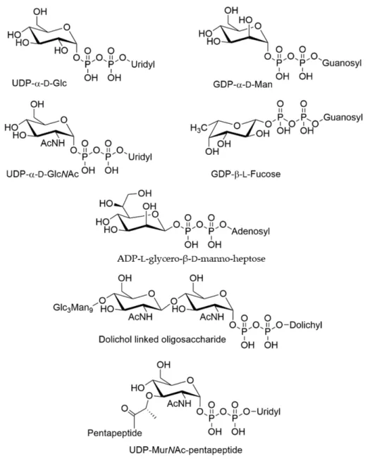 Figure 1. Biologically relevant glycosyl diphosphates. 