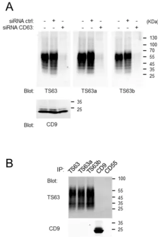 Figure 2. Validation that the TS63 variants recognize CD63. (A) Western-blot analysis, using the  different TS63 variant or a CD9 mAb as a control, of HeLa cell lysates after treatment or not with a  siRNA targeting CD63 or a control siRNA