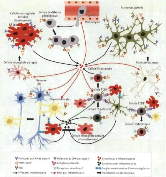 Figure 1.3  Interaction  entre  les  neurones  et  les  cellules  gliales  dans  un  contexte  de  neuro-inflammation (Renaud et al