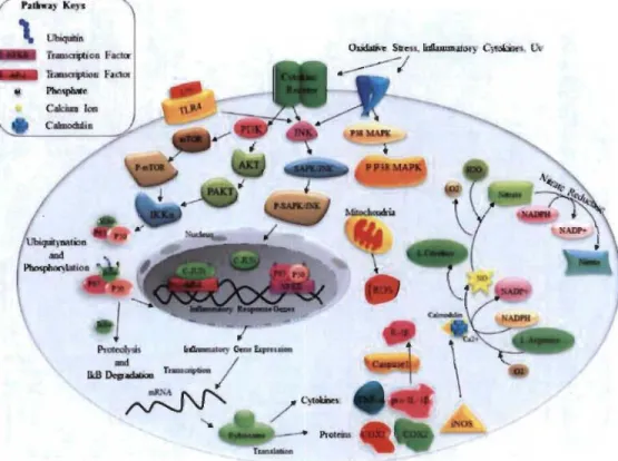Figure 1.5  Schématisation moléculaire  de  la neuro-inflammation induite par le LPS,  les  cytokines pro-inflammatoires et le stress oxydant (Shabab, Khanabdali  et al