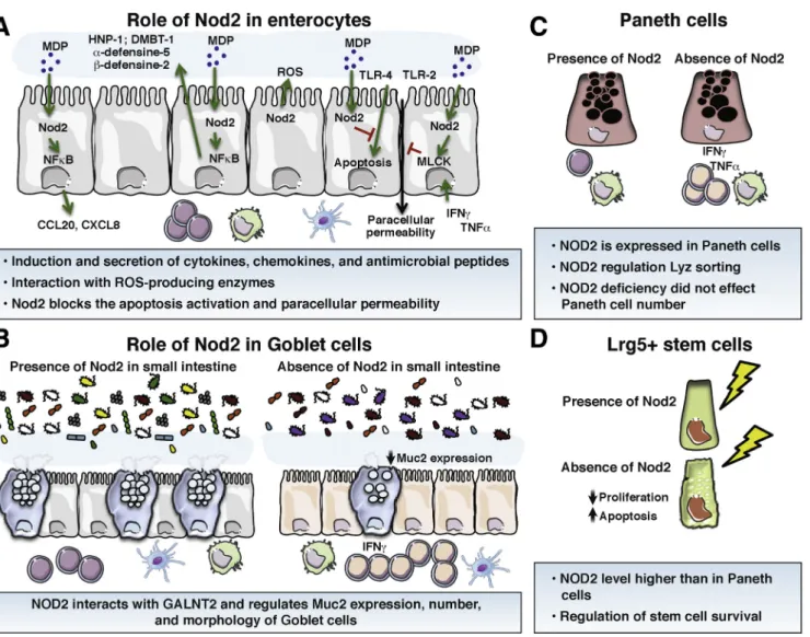 Figure 2. Role of Nod2 in the homeostasis of the main cell types of the intestinal epithelium
