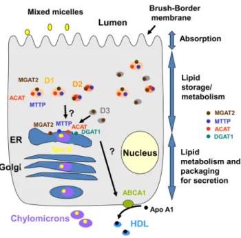 Figure 9. Schematic representation of the digestion of lipids in enterocytes. The absorption, traffic and metabolism of lipids were identified, leading to the secretion of chylomicrons by the secretory apparatus or HDL