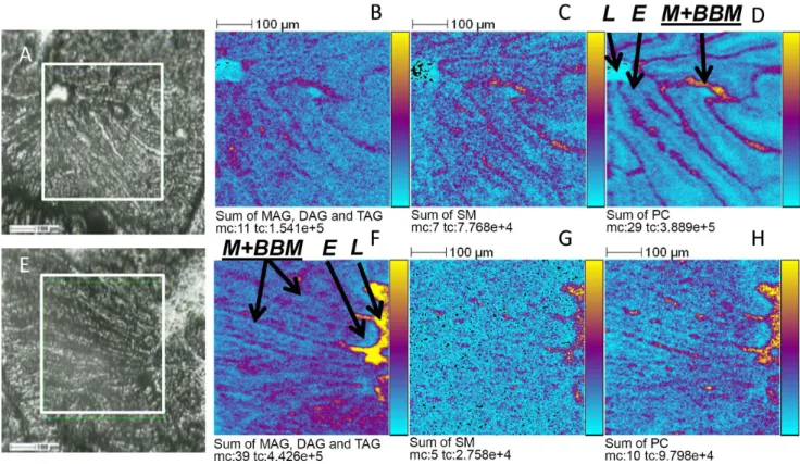 Figure 3. TOF-SIMS ion images recorded in positive ion mode over proximal intestine. Mice Tissues were recovered from mice at T0 (A to D) or T4 of digestion (F to H)