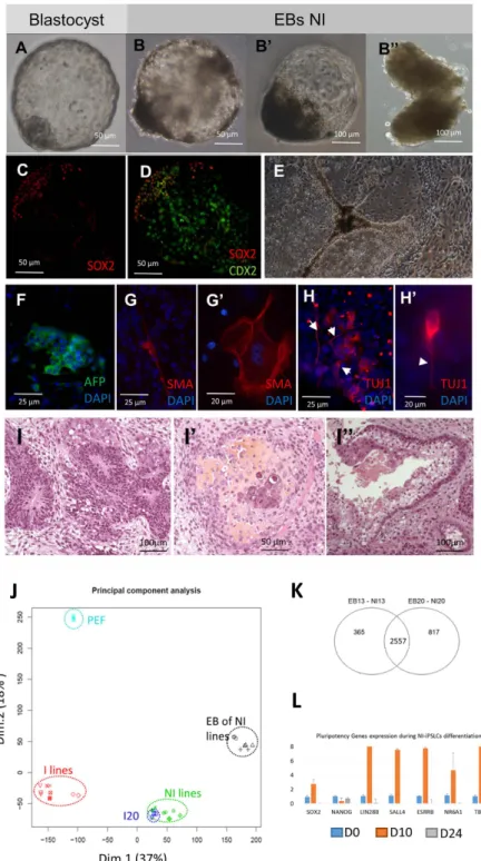 Figure 7.  Differentiation potential of NI-iPSLCs. (A–D) NI-iPSLCs are able to form embryoid bodies with  different morphologies (B,B”) some of them resembling porcine blastocysts (A,B,B’) as they harbor a dense  cell mass (like in B,B’) expressing SOX2 (C