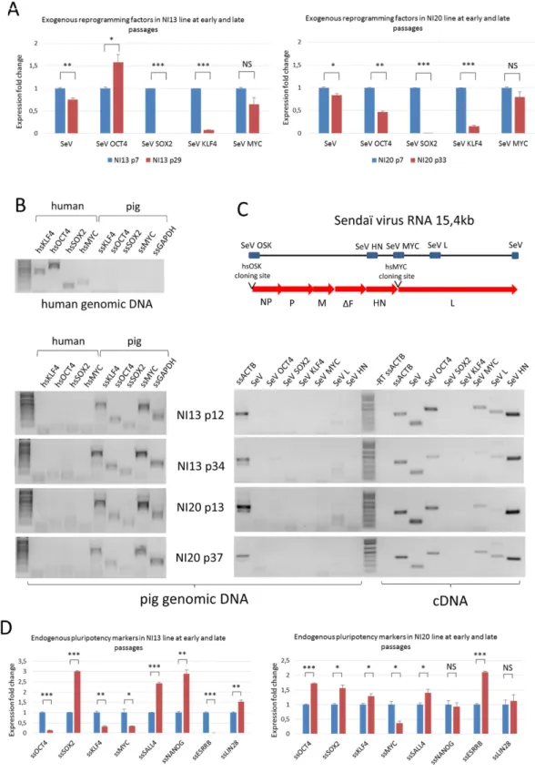 Figure 8.  Exogenous reprogramming factors are still expressed but not inserted in genomic DNA of NI13  and NI20 cell lines