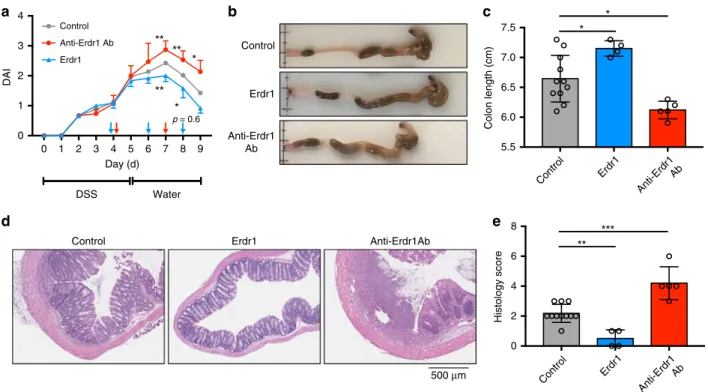 Fig. 8 Erdr1 promotes recovery from dextran sulfate sodium (DSS)-induced colitis. a DAI score of mice treated for 5 days with DSS, followed by normal drinking water for 4 days