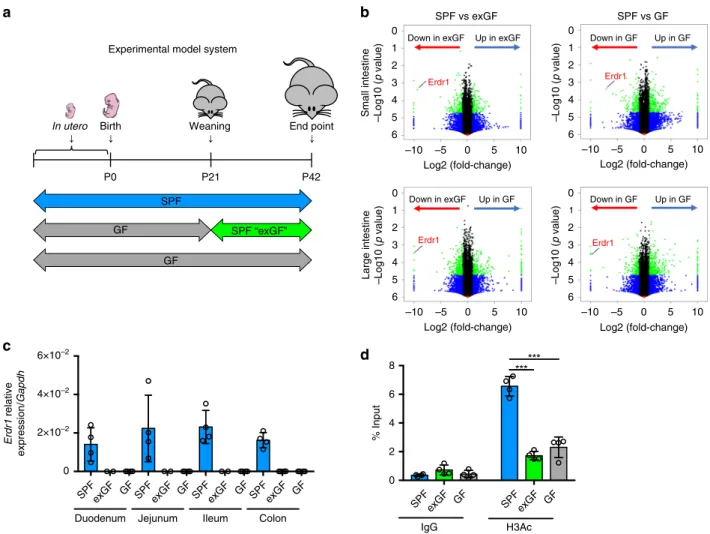 Fig. 1 Early-life microbiota regulates Erdr1 expression. a Experimental schematic of the exGF model: Germ-free (GF) mice were colonized with microbiota beginning at day 21 by co-housing with SPF mice for 3 weeks