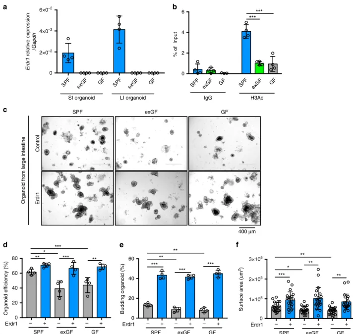 Fig. 3 Erdr1 increases growth of intestinal organoids. a Expression of Erdr1 in intestinal small and large organoids derived from SPF, exGF and GF mice.