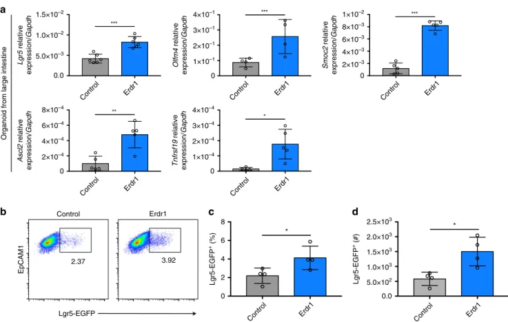 Fig. 4 Erdr1 induces ISC signature gene expression and Lgr5 + ISCs. a Expression of stem cell signature genes (Lgr5, Olmf4, Smoc2, Ascl2, Tnfrsf19) in LI organoids from SPF mice cultured ±Erdr1 for 6 days