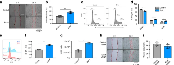 Fig. 6 Erdr1 accelerates wound closure in mouse and human intestinal epithelial cells