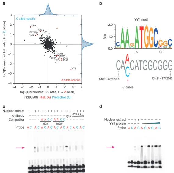 Fig. 3 rs398206 displays allele-preferential binding to YY1. a Quantitative mass-spectrometry of rs398206 using nuclear extract of UACC903 and 21 bp double-stranded DNA probes with A (risk) or C (protective) alleles