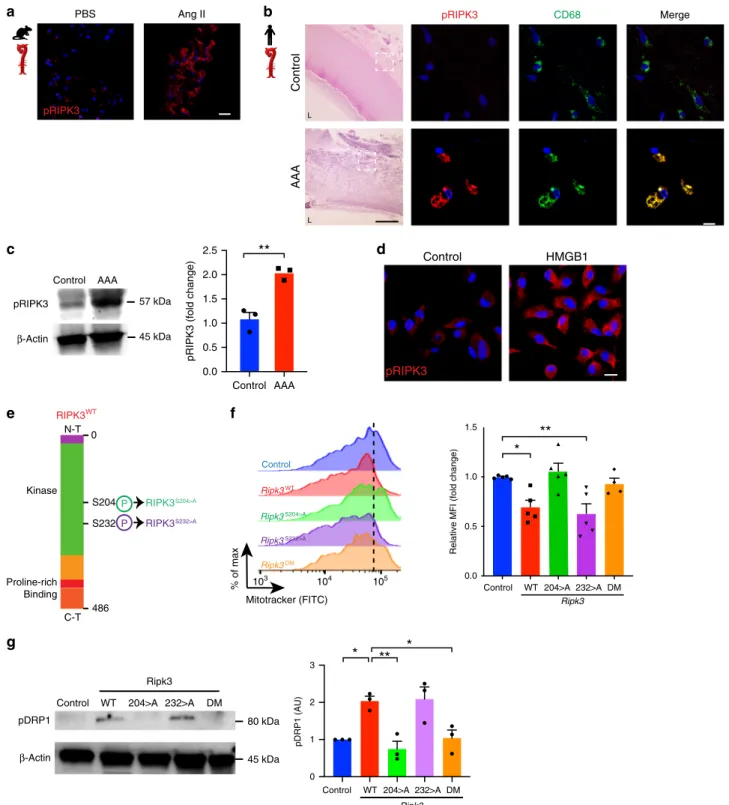 Fig. 6 Phosphorylation of RIPK3 in serine 204 regulates mitochondrial ﬁ ssion via DRP1