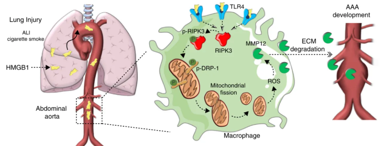 Fig. 7 MMP12 drives AAA development triggered by lung damage. MitoSOX quanti ﬁ cation of WT and Ripk3 −/− BMDM treated with HMGB1 (a) and WT BMDM treated with HMGB1 in the presence or not of Mdivi-1 or MitoTEMPO (b)