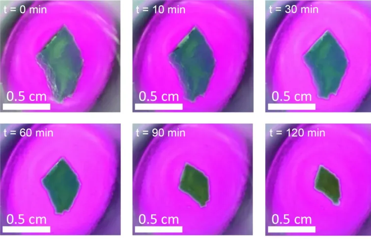 Figure 3. Typical contraction of a 1 cm 2  piece of gel observed over a 2 hours UV irradiation