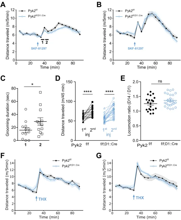 Figure 6.  Selective deletion of Pyk2 in D1R-expressing cells blunts the acute locomotor response to a D1R  agonist, but not to an anticholinergic agent