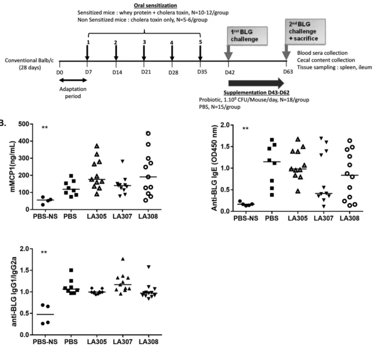 FIG 1 Impact of probiotic treatment on mast cell degranulation and BLG-speciﬁc antibody responses after an oral challenge with ␤ -lactoglobulin (BLG)