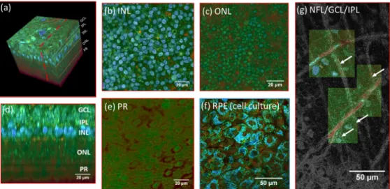 Fig. 2. (a) 3D reconstruction of a D-FFOCT image stack in explanted macaque retina over a 120 by 120 µm field of view