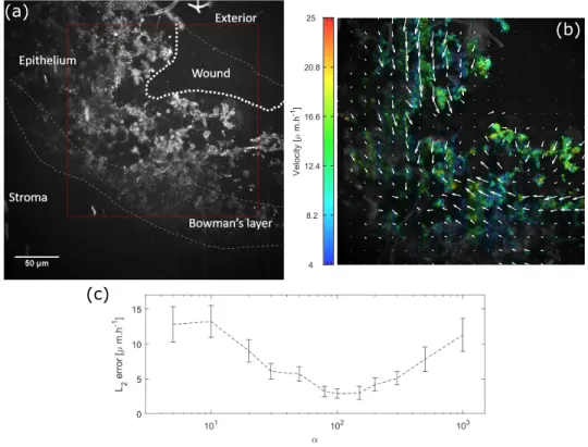 Fig. 3. (a) Dynamic grayscale image of a wounded macaque cornea - the red box shows where the computation is done, see Visualization 1 (b) Same dynamic image superimposed with colors coding for the cell migration velocity averaged over the 112 minute acqui