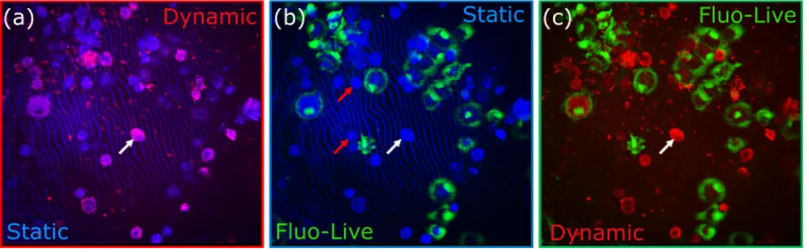 Fig. 5. Multimodal binary merging. Static FFOCT is represented in blue, dynamic FFOCT in red and living labeled cells in green, imaged with the fluorescence setup presented Fig