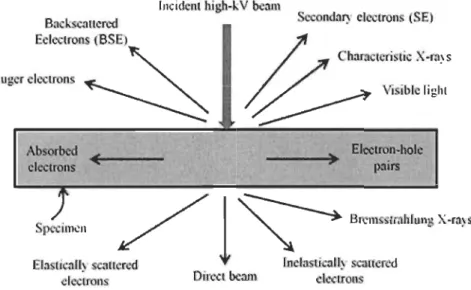 Fig  2.4  Types of the interaction of the electron beam with the specimen 
