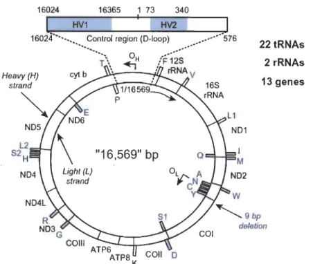 Figure 1.2  Représentation  de  l'ADN  mitochondrial  (Reproduit  de  Butler 2012,  p