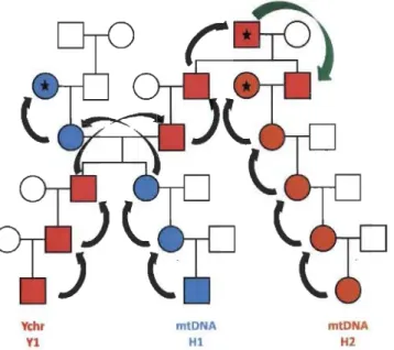 Figure 2.2.  Schematic view of a  'genealogico-molecular model'.  Men are represented  by  squares  and  women  by  circles