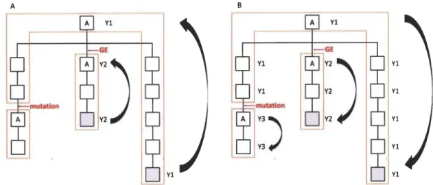 Figure 2.3. Schematic view of the probabilistic model developed for Y chr haplotypes  imputation  across  the  genealogy