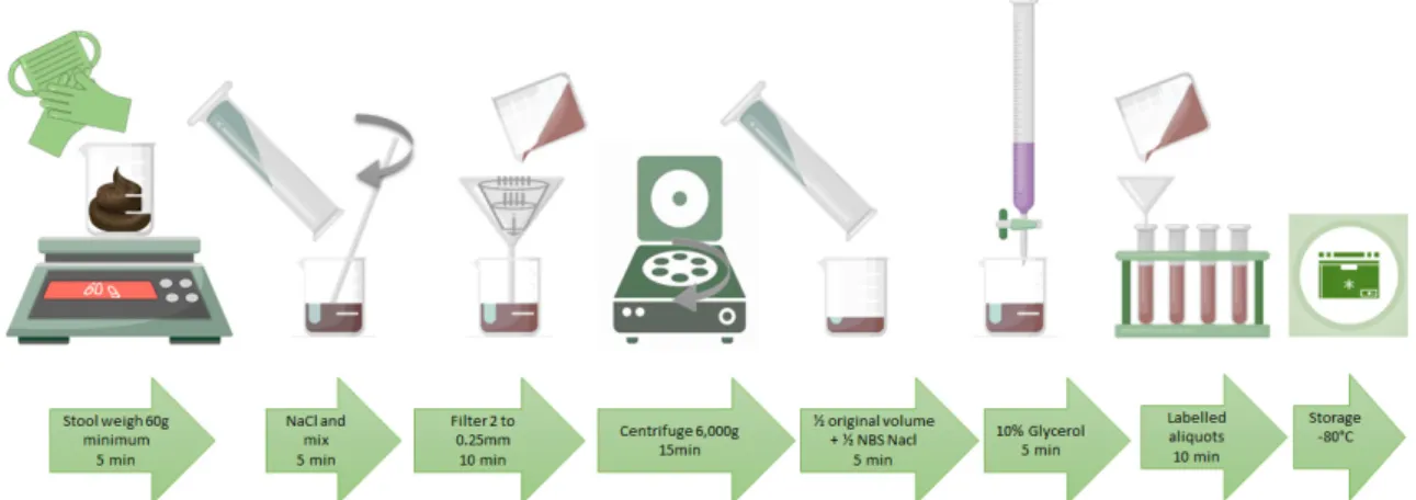 Figure 2. Schematic general steps for the preparation of fresh and frozen fecal material