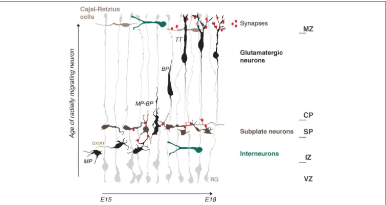 FIGURE 1 | Schematic representation of the embryonic mouse cortex and its electrical zones