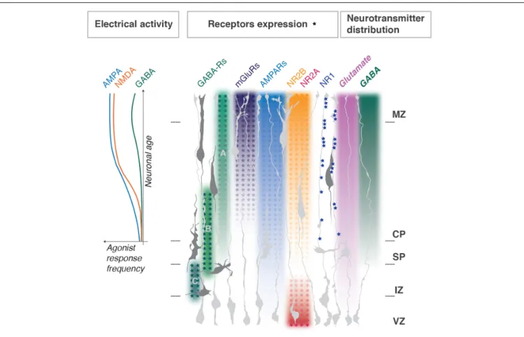 FIGURE 2 | Distribution of neurotransmitters and their receptors during cortical development