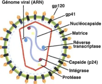 Figure  1.3  Structure et composantes d'un virion VIH-l. 