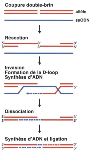 Figure 1.13  Procédé de réparation de l'ADN dirigée par homologie. 