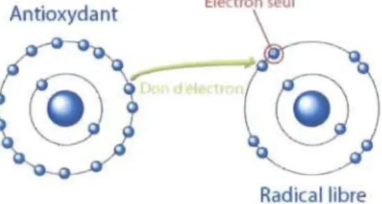 Figure 1.11  Représentation  du  don  d'un  électron  à  un  radical  libre.  (Tirée  de  slideshare.net