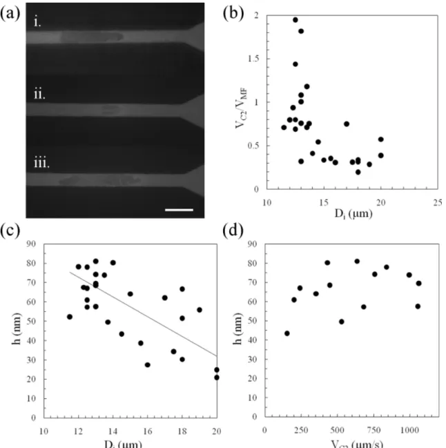 Figure 5: Effect of the size of the cell and of the contact zone on the cell flow. [Enhanced online] (a) RICM Imaging of  the cell-wall interface of different THP-1 cells at the end of constriction C2 moving at a steady-state velocity showing: (i.) a  flat