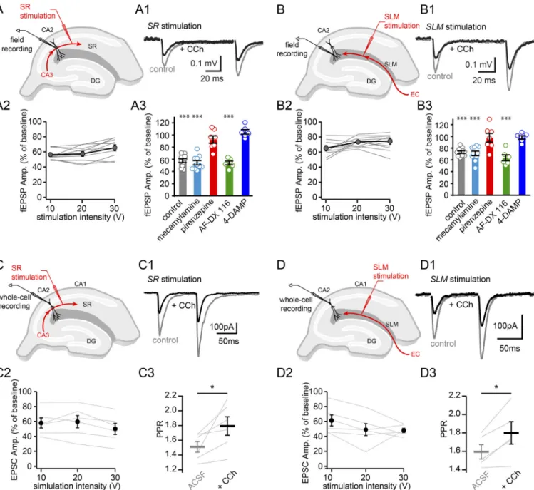 Figure 5. CCh attenuates excitatory synaptic transmission onto CA2 PNs. (A) Diagram illustrating extracellular recording configuration with recording and stimulation electrodes in stratum radiatum