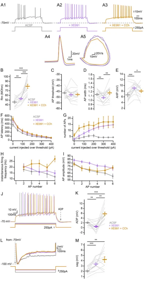 Figure 8. Contribution of the M-current to CCh ef- ef-fects on CA2 PN intrinsic properties