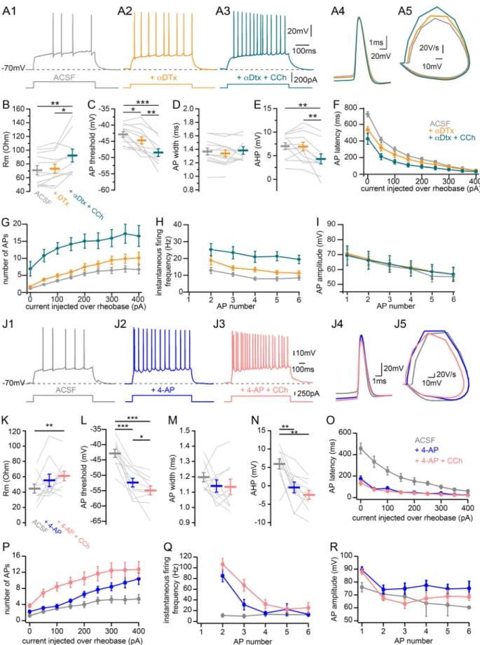 Figure 10. Contribution of voltage-activated potassium currents to CCh-induced effects on CA2 PN intrinsic properties