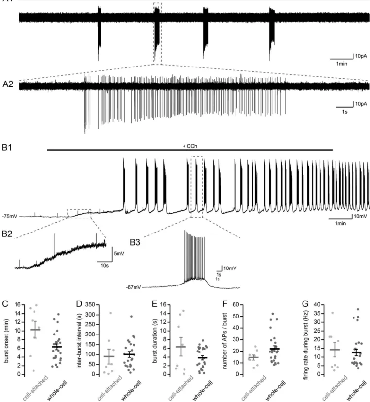 Figure 1. Carbachol application induces V M depolarization and burst firing in CA2 PNs