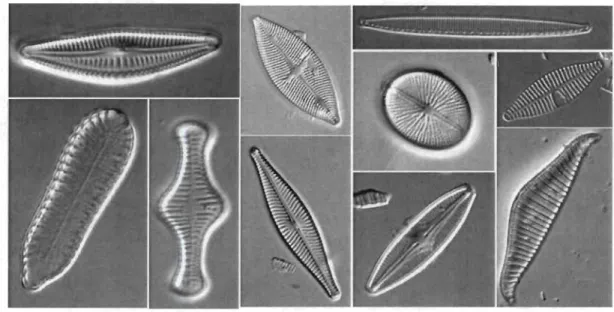 FIGURE  1.1  - Exemples  de  diatomées. 