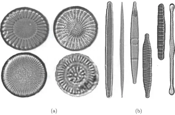 FIGURE  1.3  - (a)  Exemples  de  diatomées  centrales  (b)  Exemples de  diatomées  pennales
