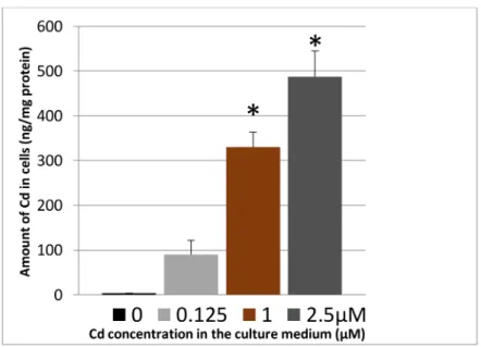 Figure 2. Cadmium uptake by INS-1 cells. The amount of cadmium in washed cells was measured by inductively-coupled plasma-mass spectrometry (ICP-MS) after 72 h of cadmium exposure and normalized to the protein concentration