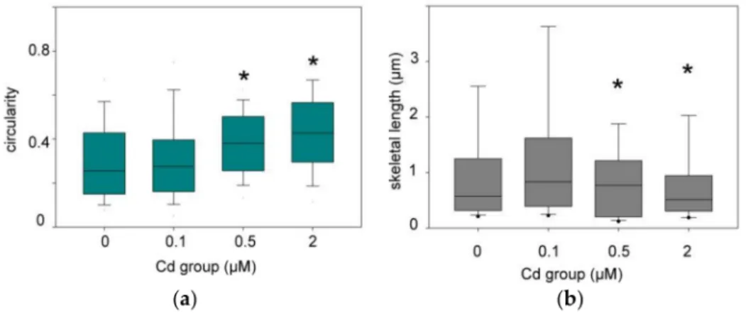 Figure 4. Box Plots showing the distribution of circularity (a) and skeletal lengths (b) of the mitochondrial network after 96 h of exposure to cadmium