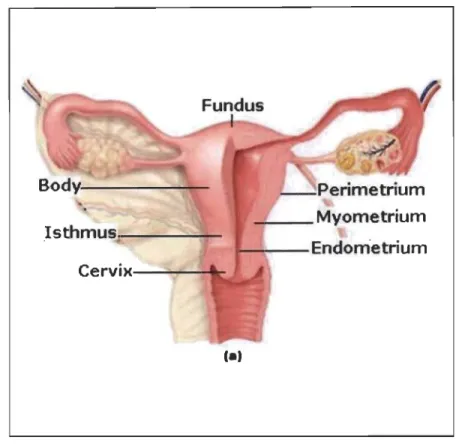 Figure 1.1  Isthmus~ ---,--~~  _ _   Perimetrium ~ _ _   Myometrium t--:---Endometrium Cervix-y&#34;'---t' -l - '  