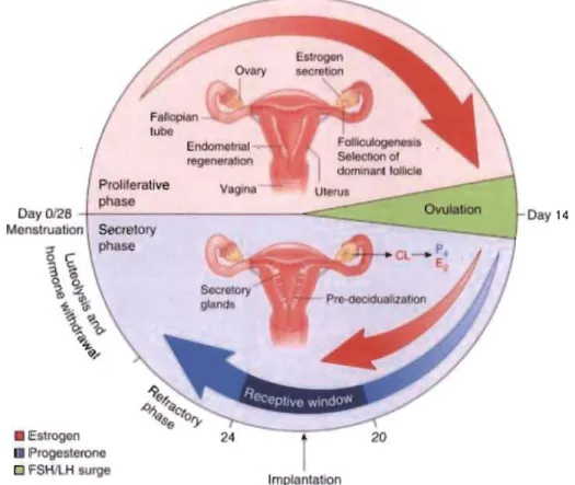 Figure 1.4  Le rôle des hormones sexuelles durant le cycle menstruel (Cha et Dey,  2012)