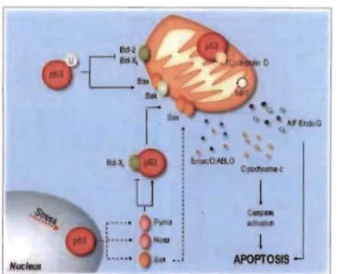 Figure 1.5  p53  initie  une  cascade  de  signalisation  intracellulaire  menant  à  l'apoptose  (Amaral, Xavier, Steer,  &amp;  Rodrigues, 2010)